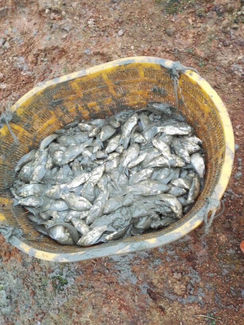 白鲫食用