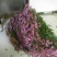 白菊花50~80cm