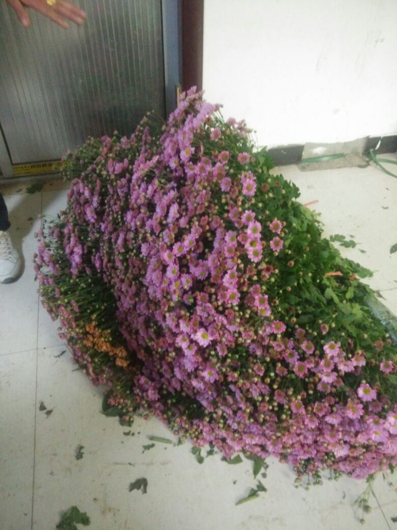 白菊花50~80cm