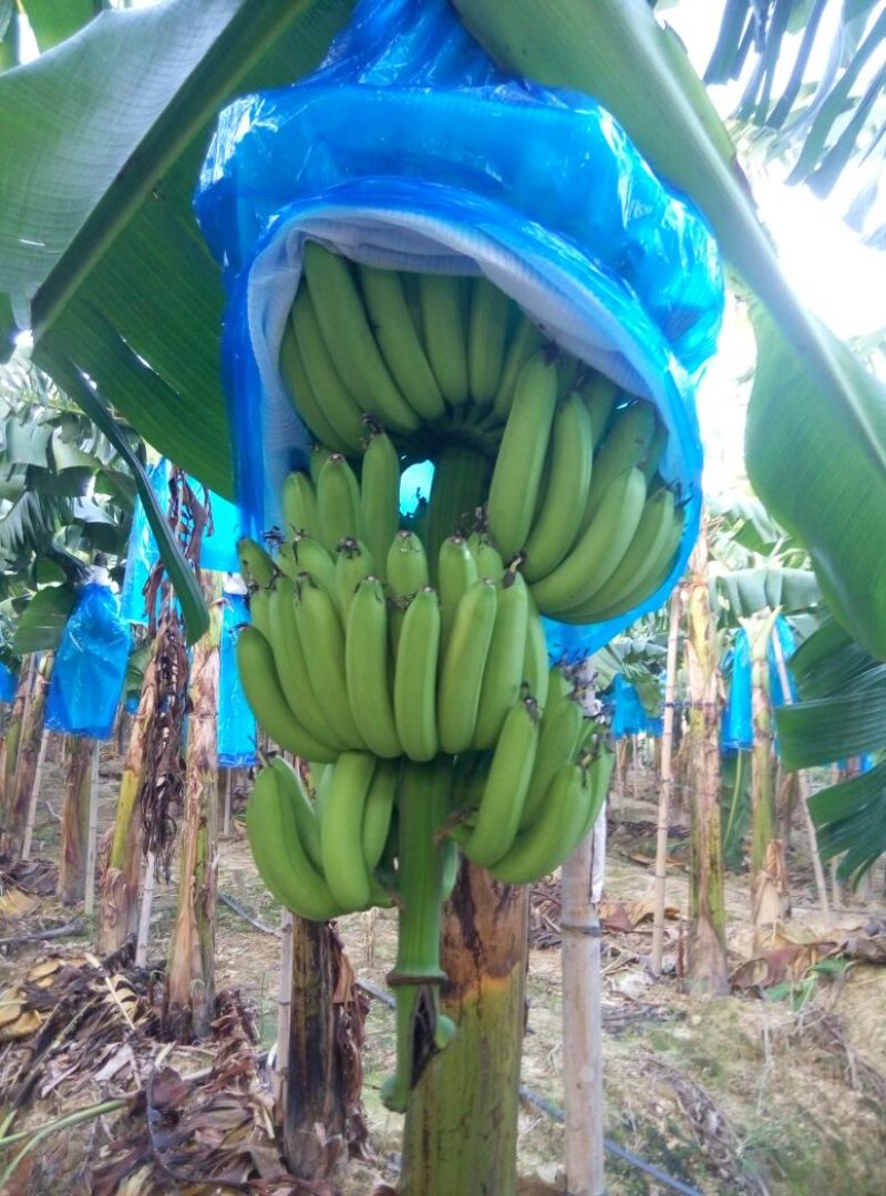 巴西香蕉八成熟