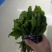 大叶菠菜20~25厘米