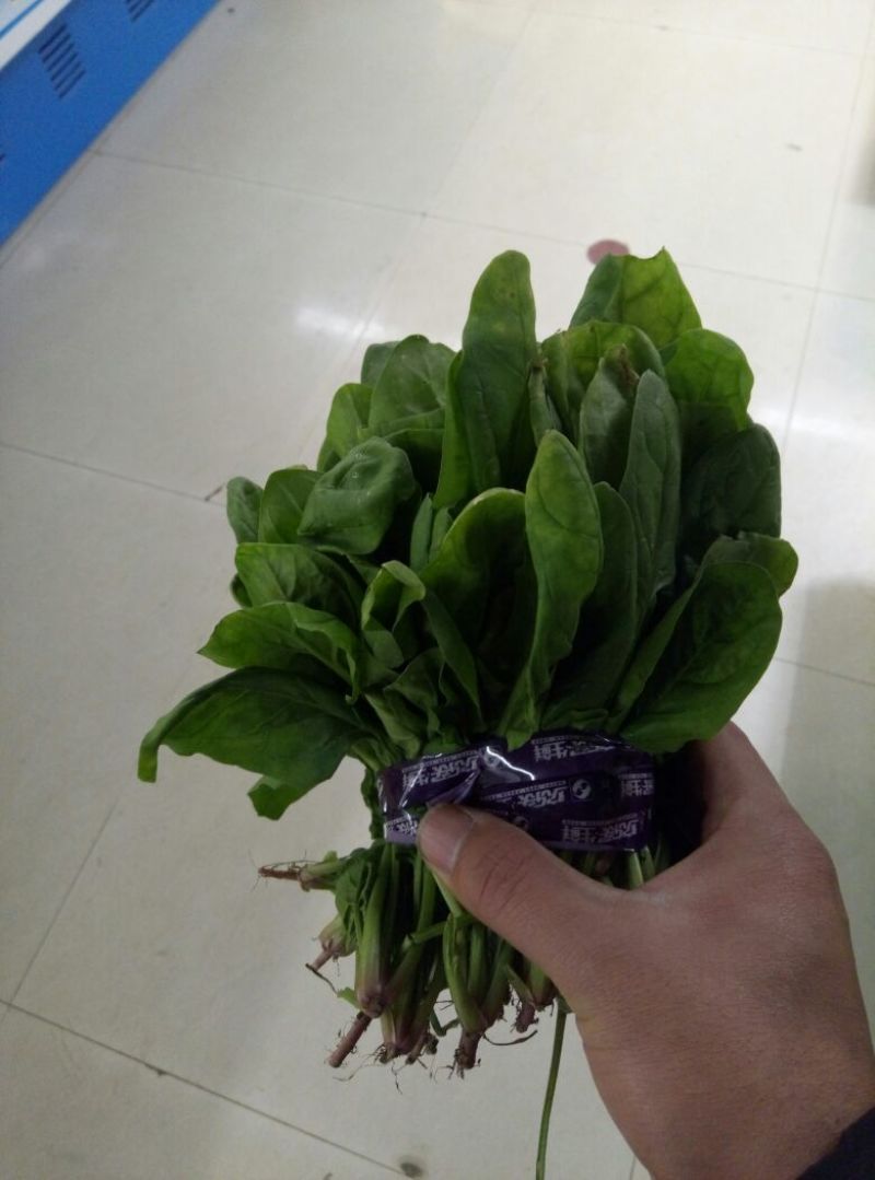 大叶菠菜20~25厘米