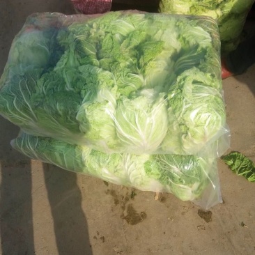 白花菜散装