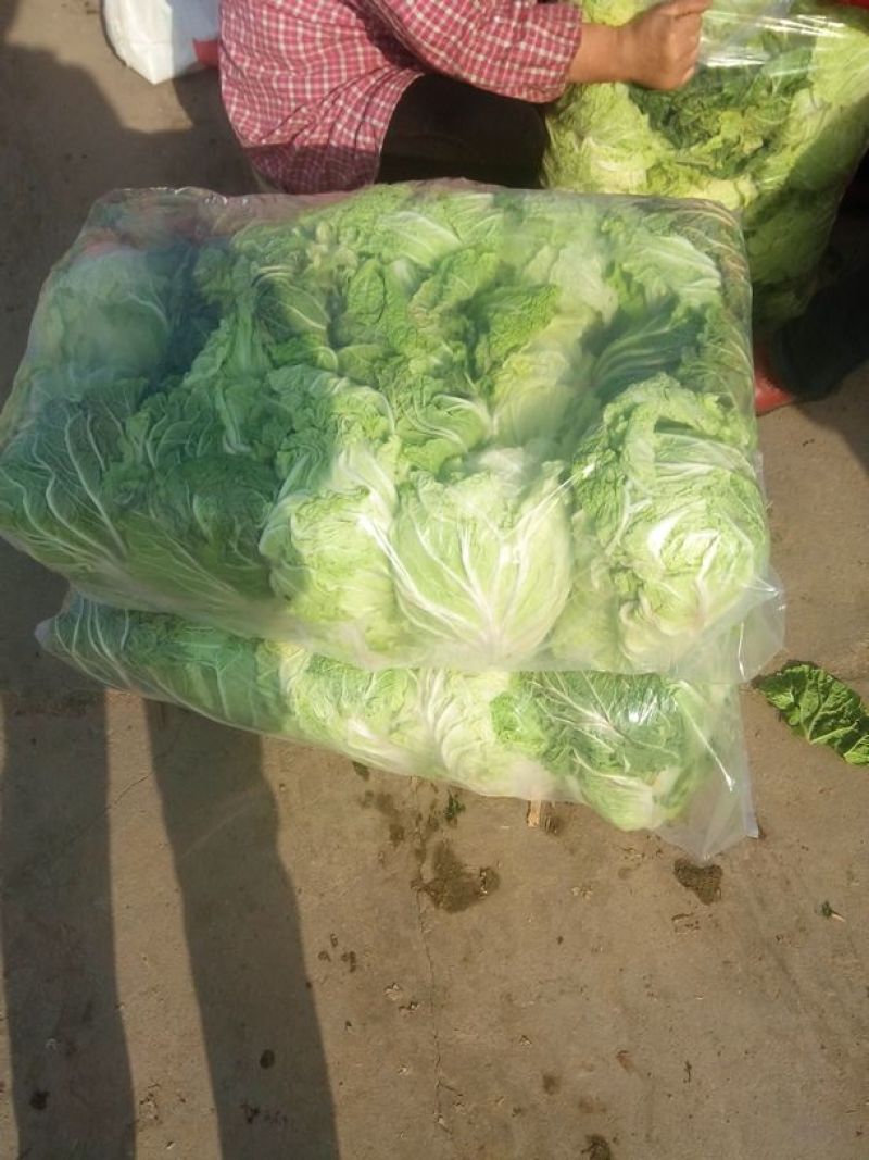 白花菜散装