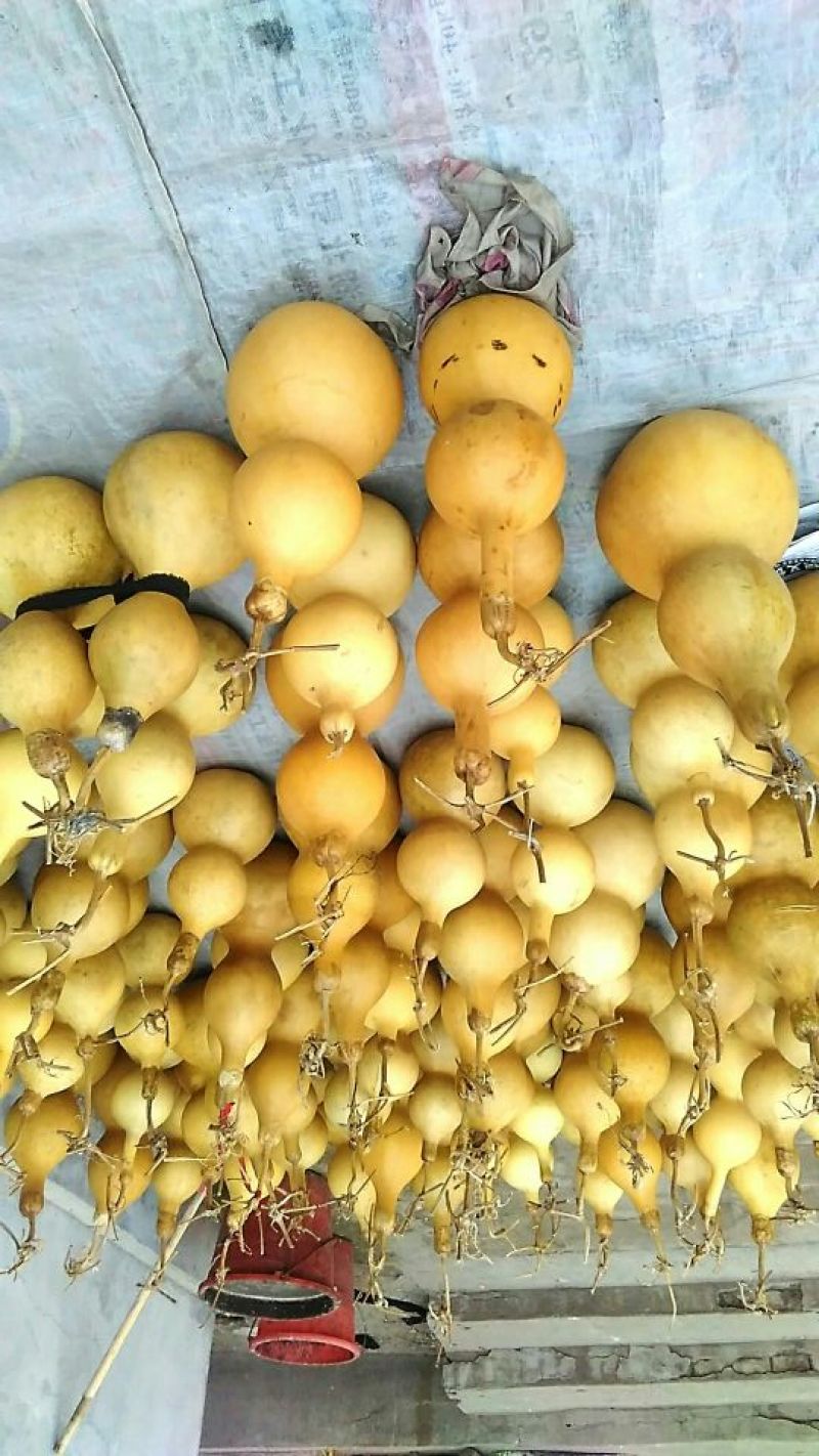 长嘴亚腰葫芦35~45cm
