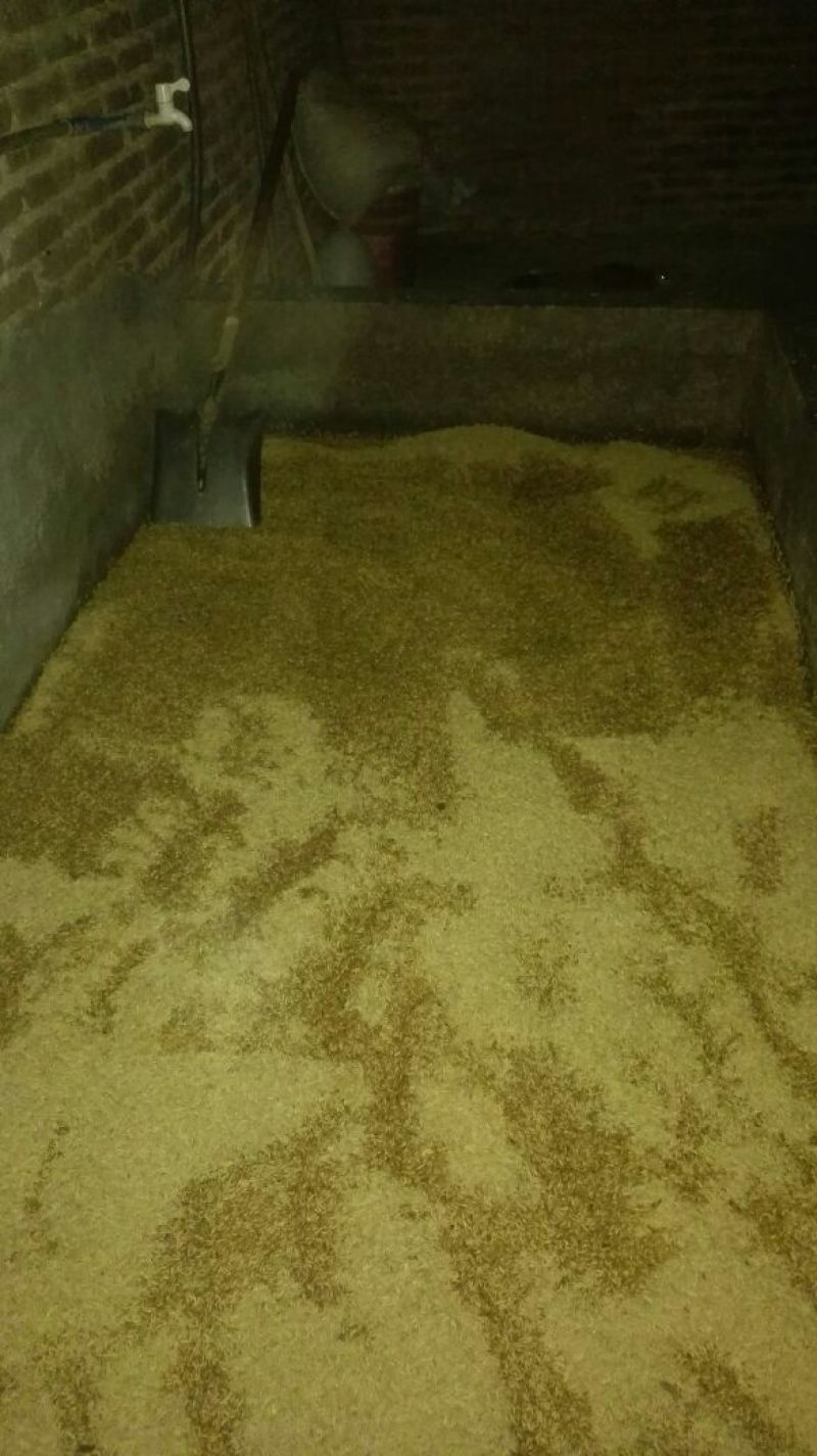 走地鸡散养土鸡，散养土鸡蛋4~5斤