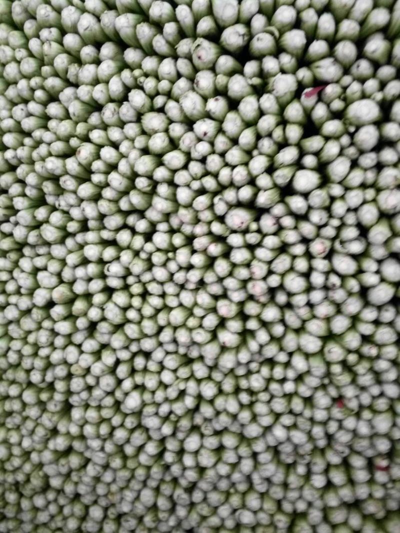 精品法国皇后芹菜650cm以上露天种植刚刚上市