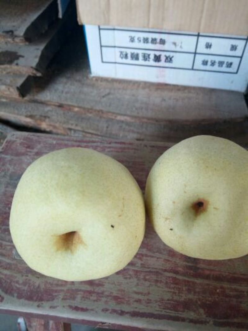 酥梨