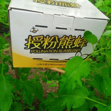 熊蜂番茄草莓蓝莓设施果蔬授粉