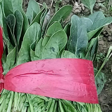 大叶菠菜20到25公分，3000斤起批！