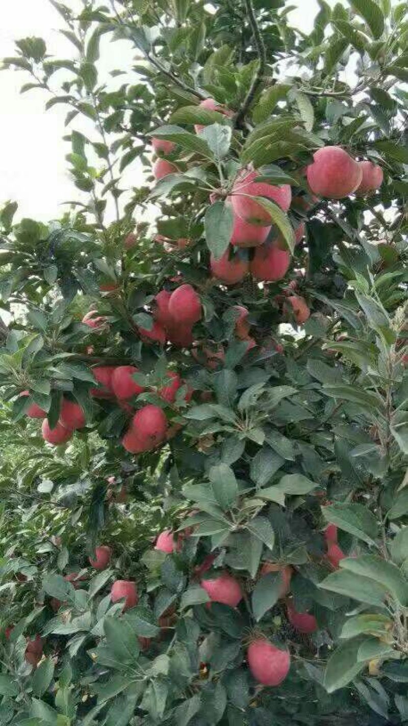 新红星苹果纸+膜袋