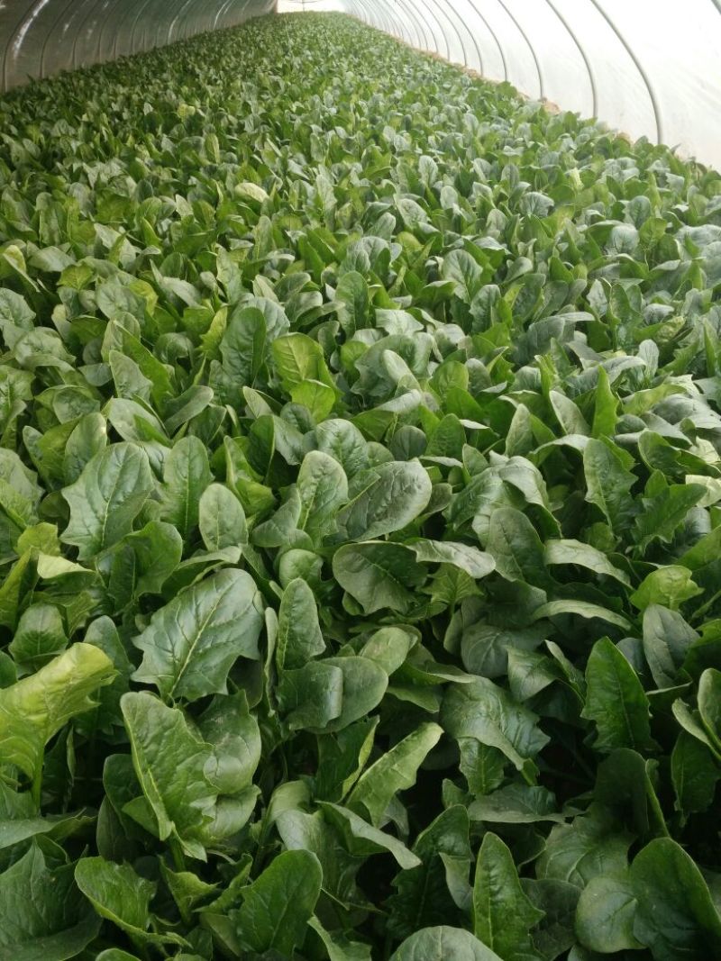 大叶菠菜15~20厘米