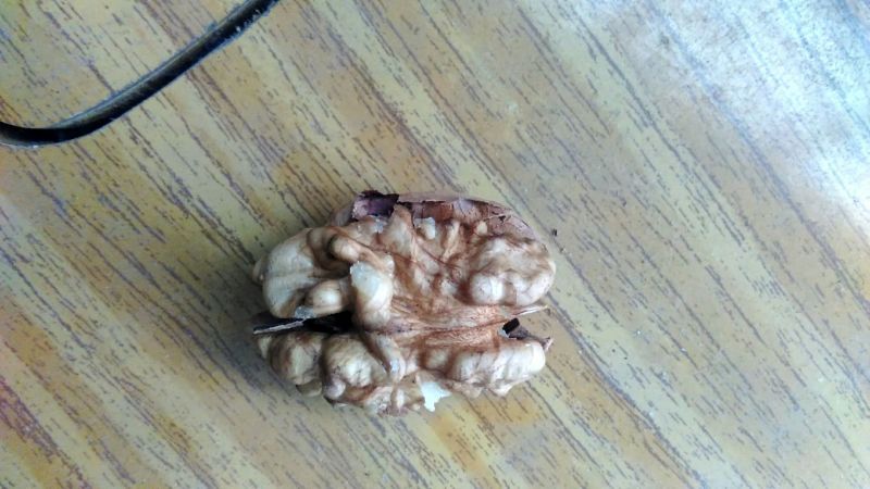 绵核桃去皮干
