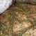 东亚飞蝗食用