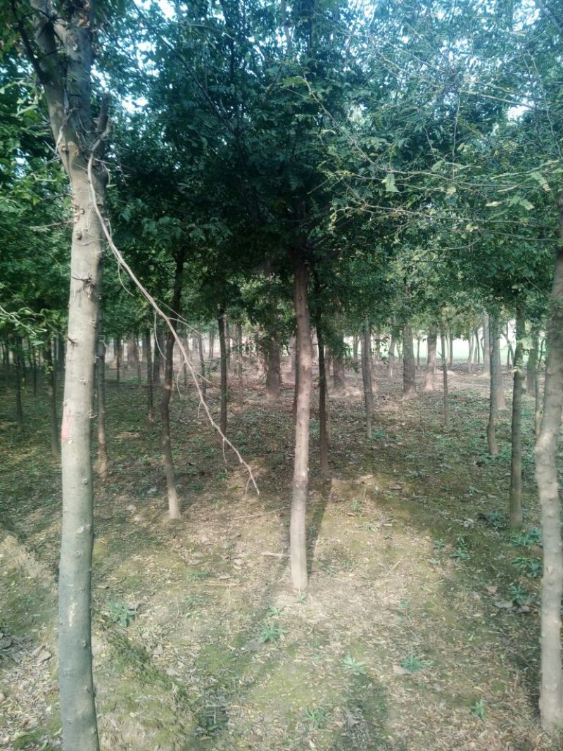 皂荚树20cm以上8~10cm4米以上