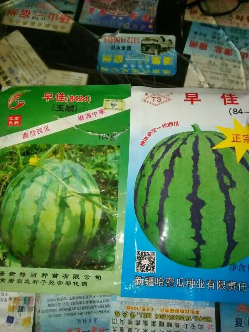 西瓜苗95%以上