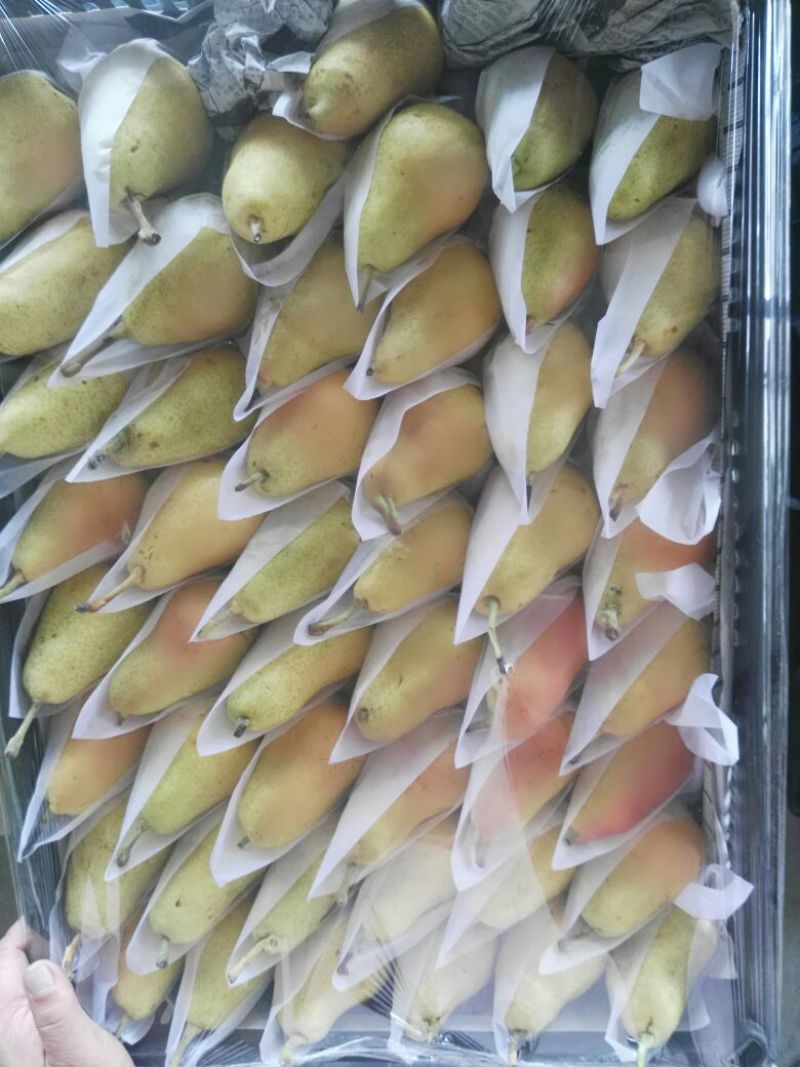 巴梨200~250g膜袋