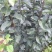 烟富8号苹果树苗80cm以上