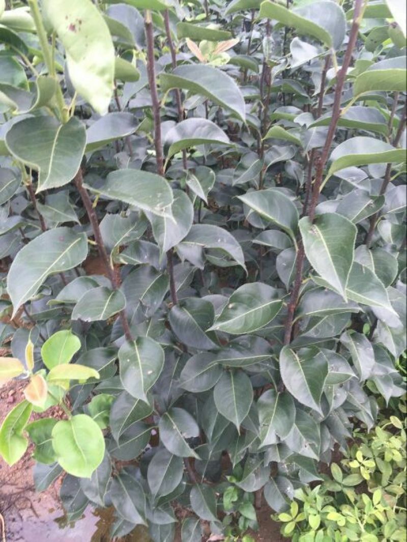 烟富8号苹果树苗80cm以上