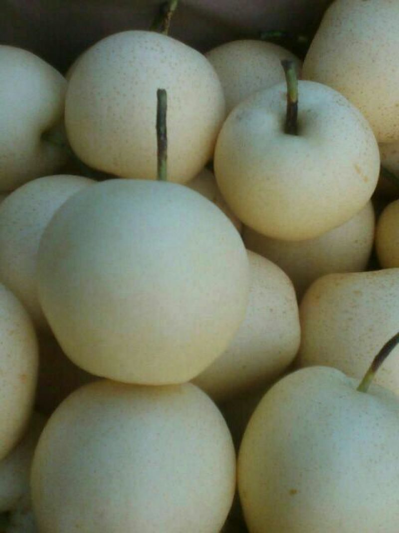 皇冠梨，300~500g，纸袋，冷库存放，商超对接l