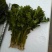 大叶菠菜20~25厘米