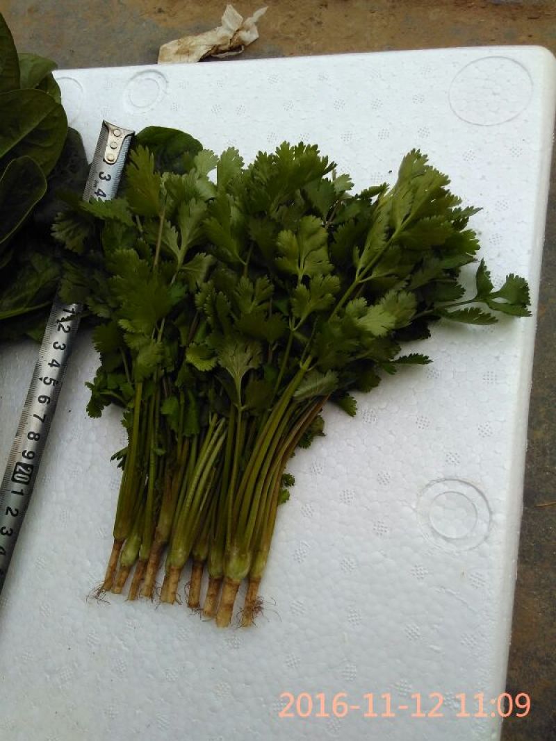大叶菠菜20~25厘米