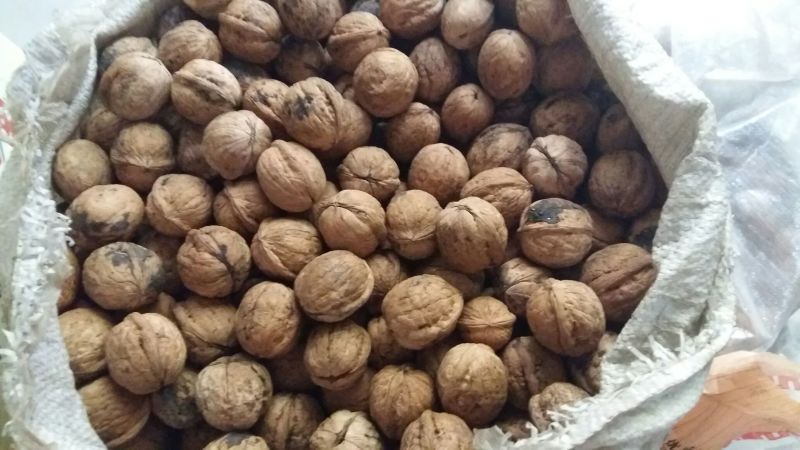 绵核桃去皮干