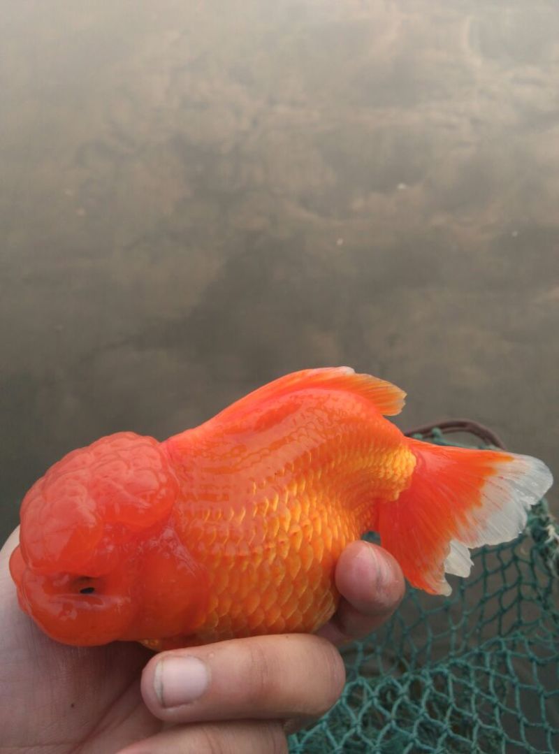 锦鲤