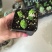 多肉植物