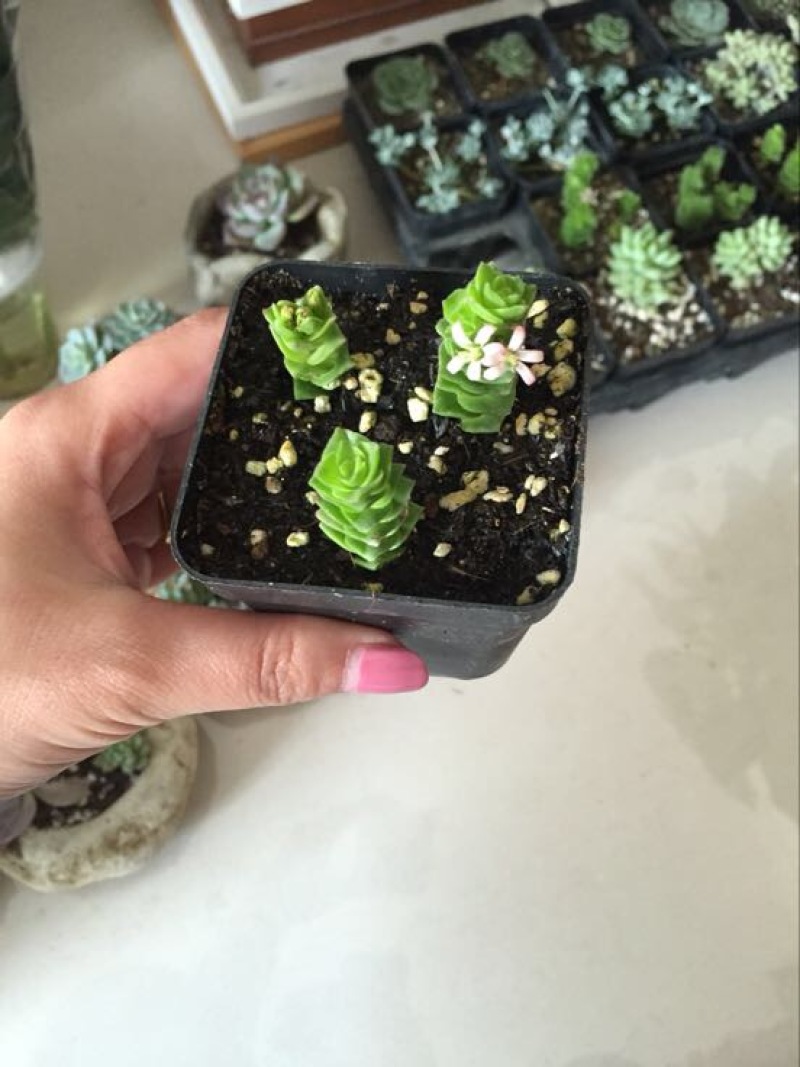 多肉植物