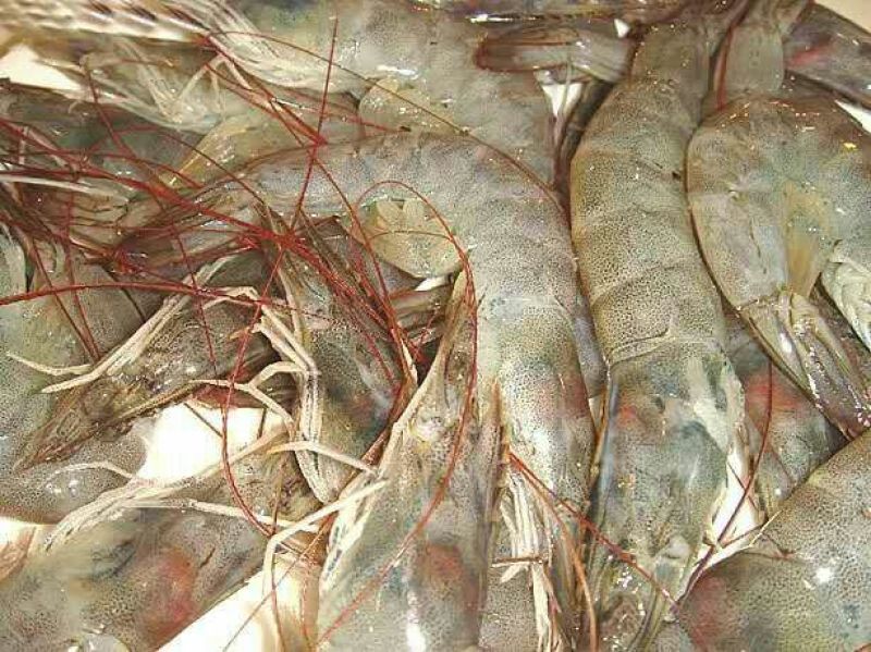 青虾食用16~20只/kg