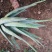 芦荟掌形20cm以上