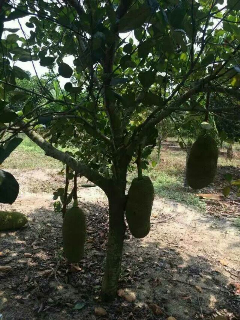 菠萝蜜10~20公斤档口批发电商代发