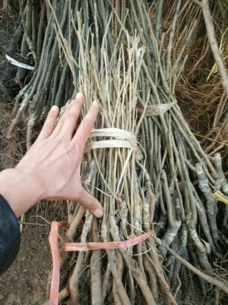 大红袍板栗苗50cm以上