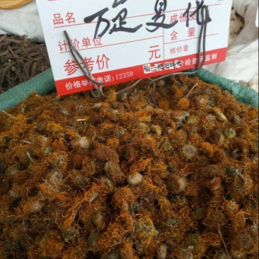 旋覆花