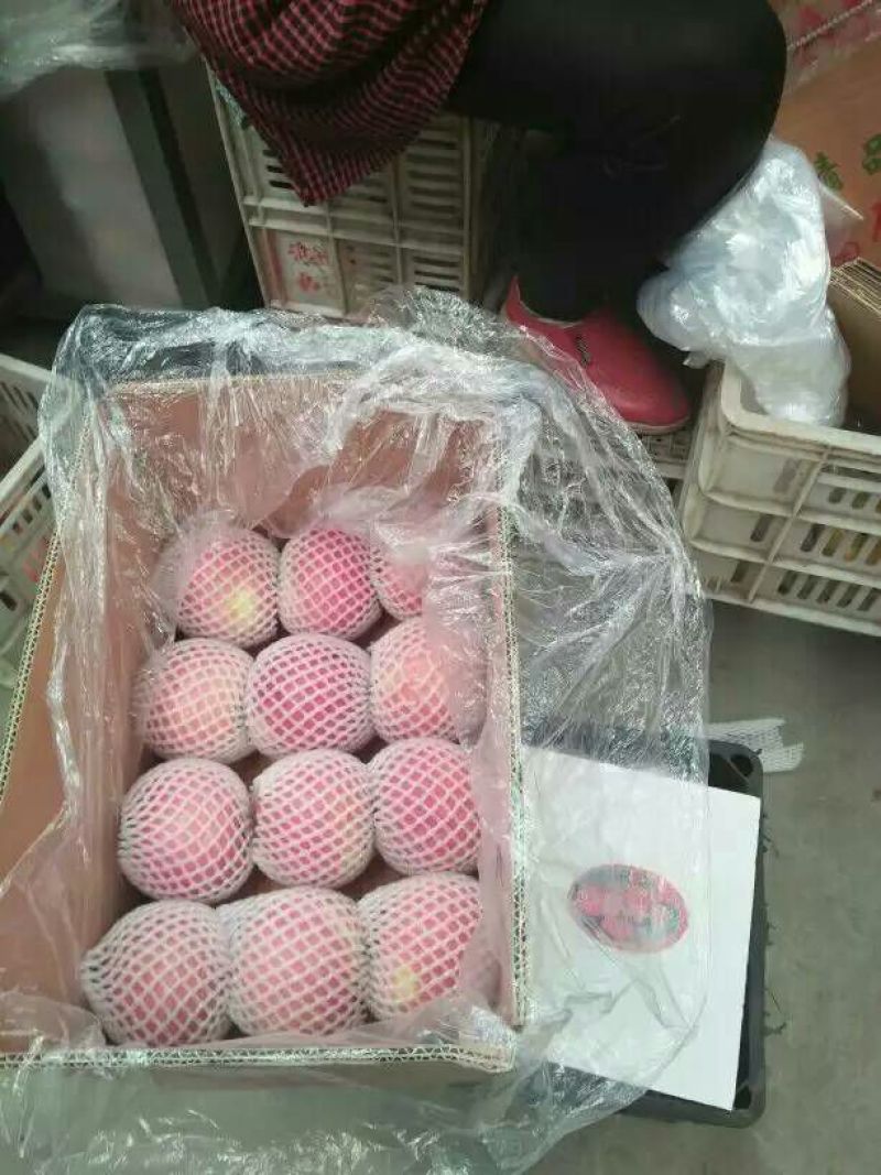 美八红露华硕苹果供应中，规格齐全，实力代办价格可谈