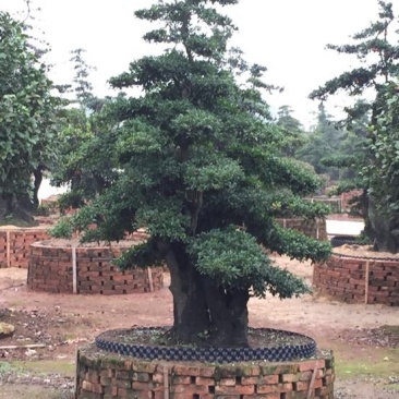 树桩