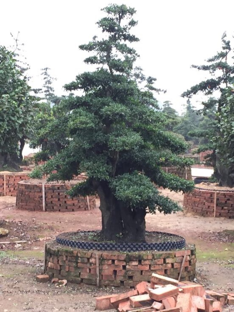 树桩