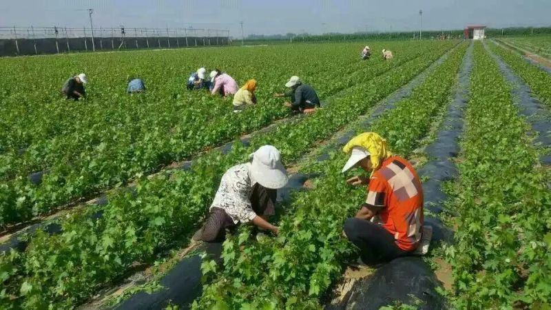 葡萄苗清地处理中，一棵也是批发价格，需要的抓紧联系