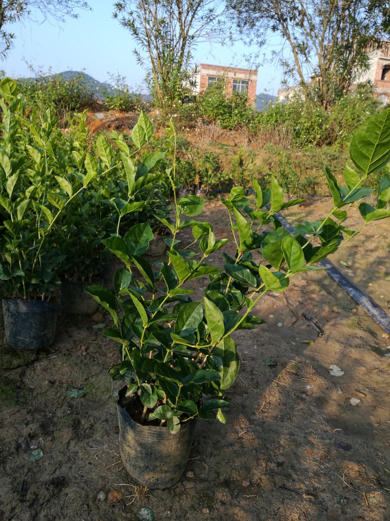 茉莉花含盆