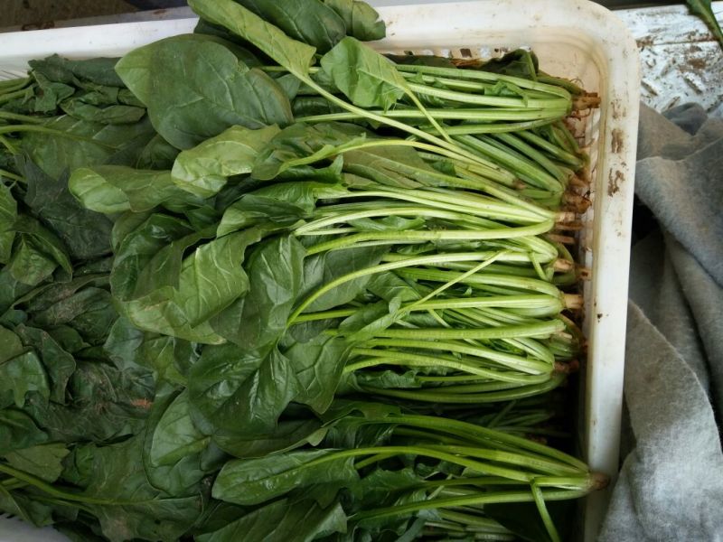 秋菠菜20~25厘米