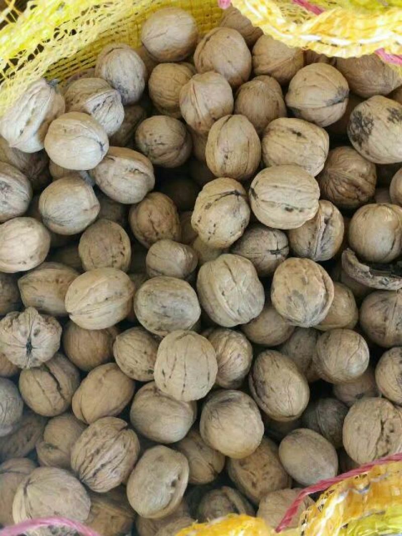 山核桃去皮干