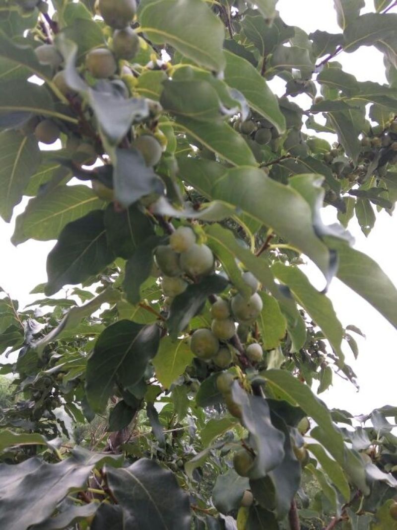 柿子树苗旺运苗木供应大秋阳丰甜柿苗，做柿饼的富平尖柿