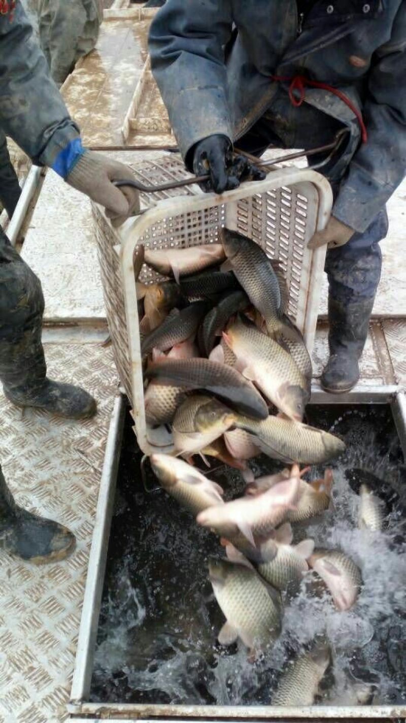 池鲤鱼食用1~2公斤