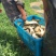 池鲤鱼食用1~2公斤