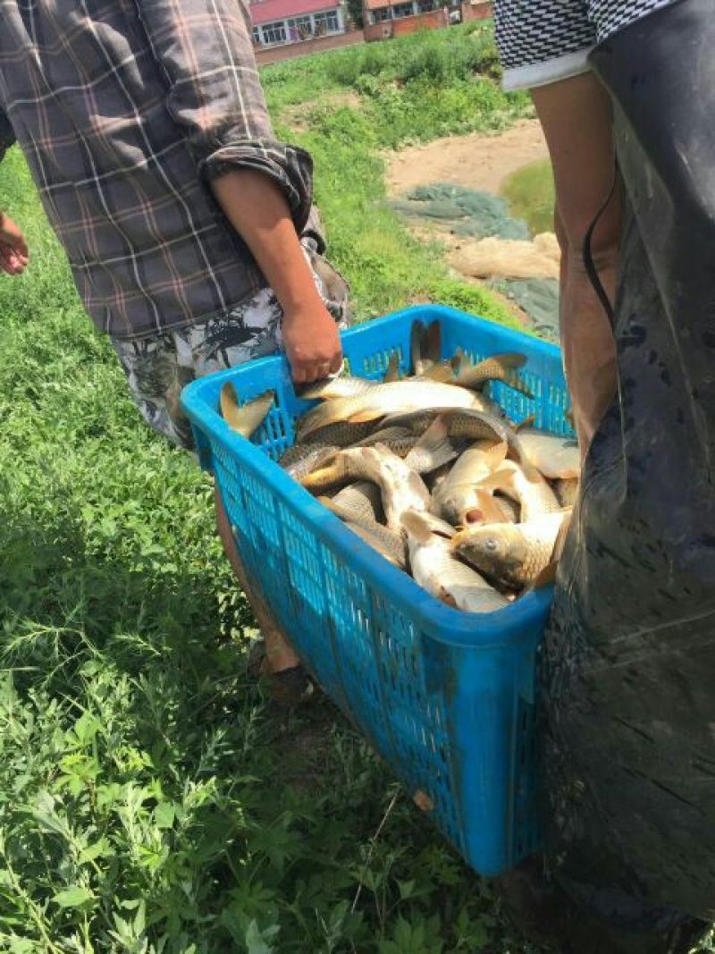 池鲤鱼食用1~2公斤