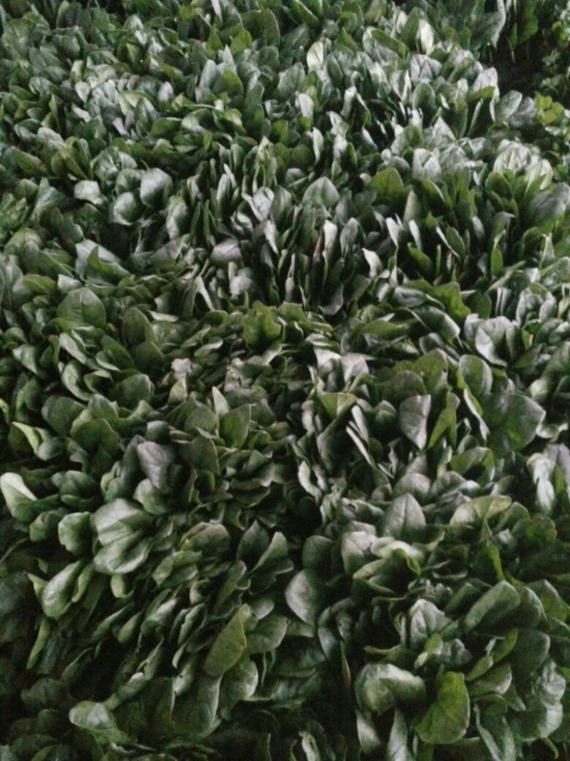 越冬菠菜30~35厘米