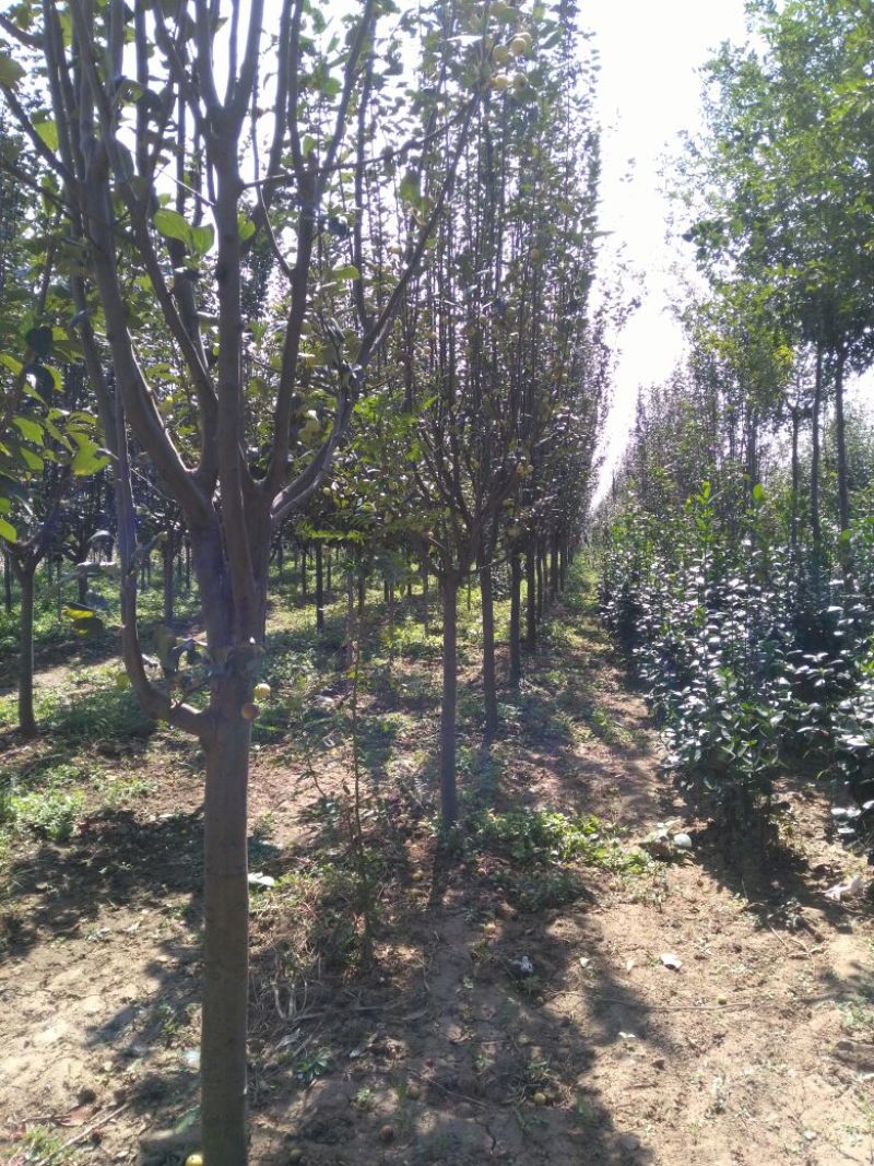 西府海棠海棠树规格齐全3-9公分有货