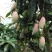红象牙芒