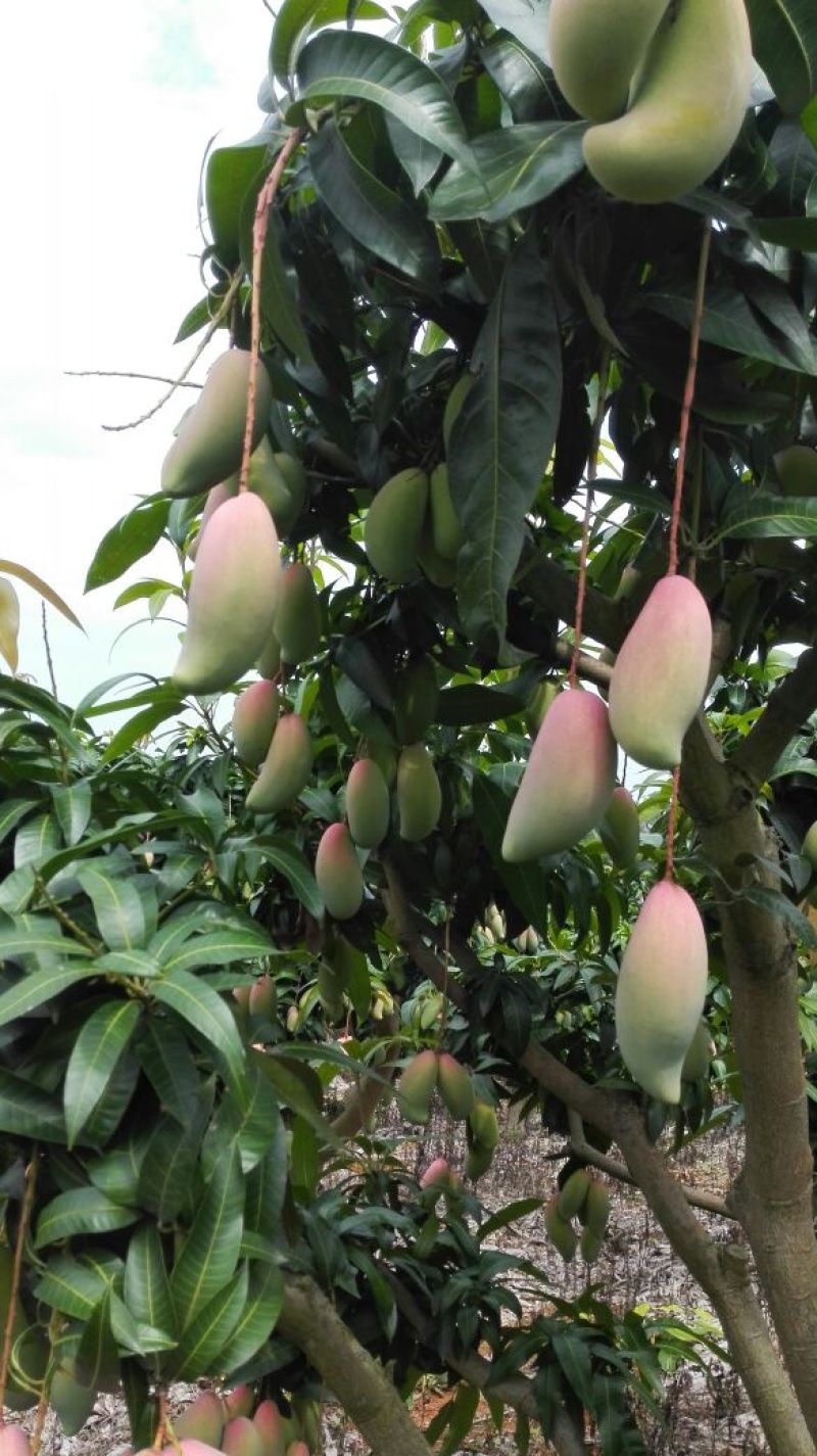 红象牙芒